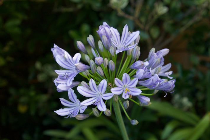 Odlingsguide: Hur man odlar Agapantus (Afrikas blå lilja)