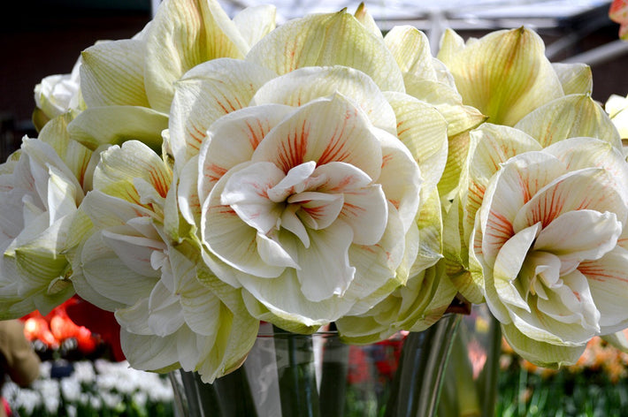 Hur man odlar jumboamaryllis