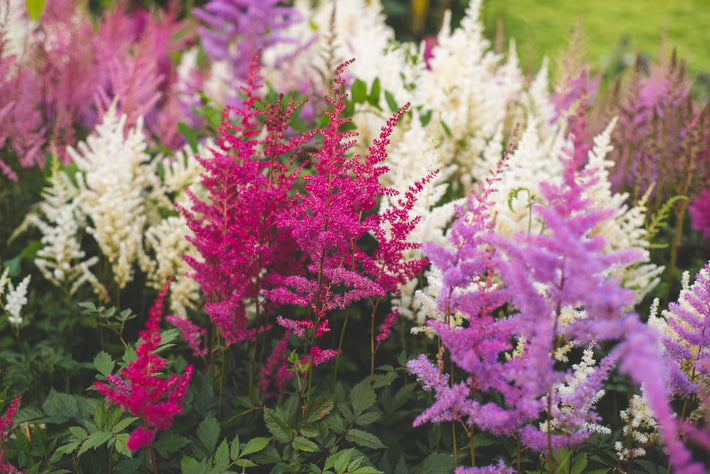 Odlingsguide: Hur man odlar Astilbe