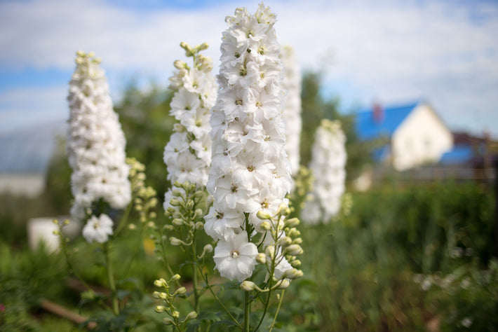 Odlingsguide: Hur man odlar Riddarsporre (Delphinium)