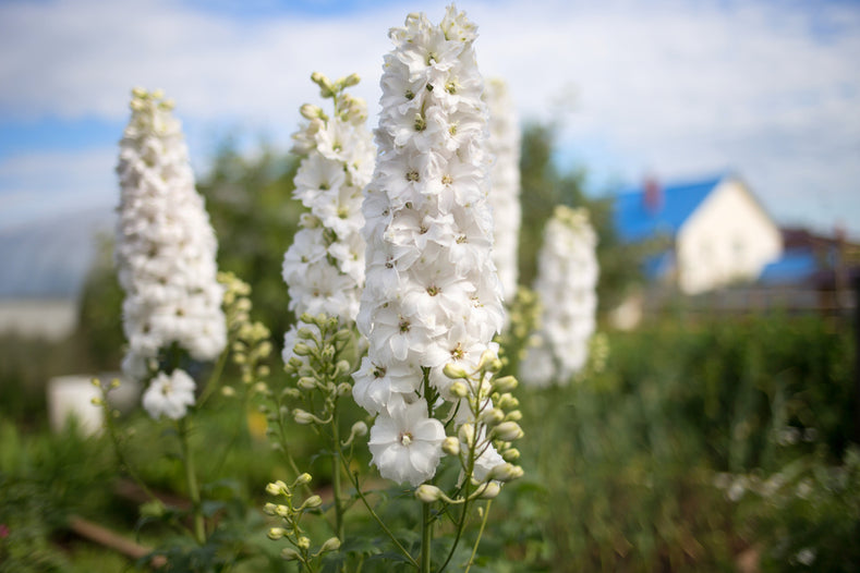 Odlingsguide: Hur man odlar Riddarsporre (Delphinium)