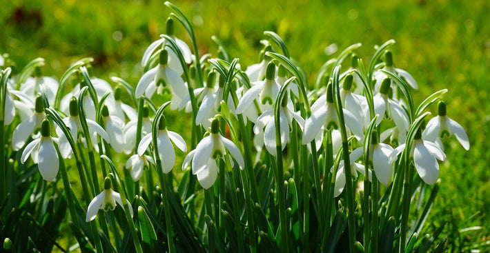 Väck din trädgård med väldigt tidigt blommande lökar