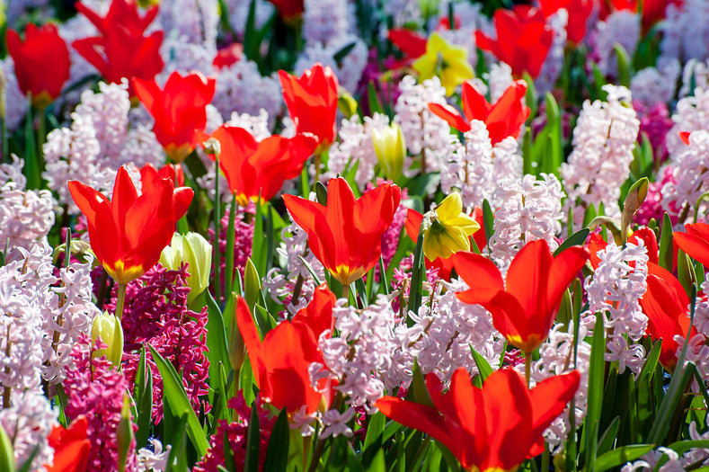 Vårens 10 bästa marktäckare