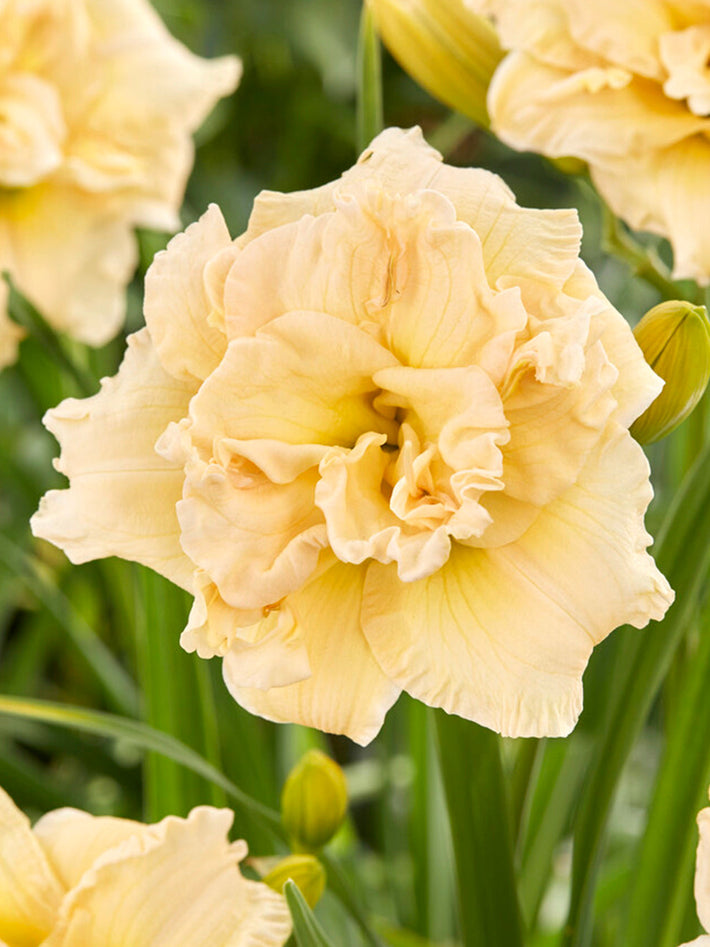 Odlingsguide: Hur man odlar daglilja (Hemerocallis)