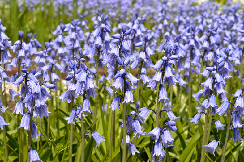 Vägledning för odling: Hur man odlar klockhyacinter (Hyacinthoides)
