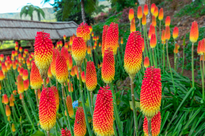 Odlingsguide: Hur man odlar Fackellilja (Kniphofia)