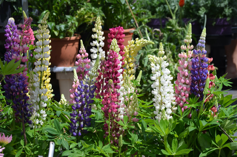 Odlingsguide: Hur man odlar Lupin (Lupinus)