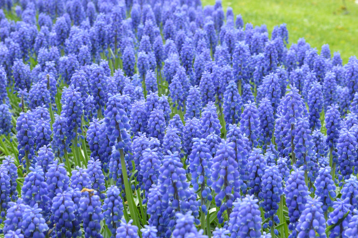 Vägledning för odling: Hur man odlar pärlhyacinter (Muscari)