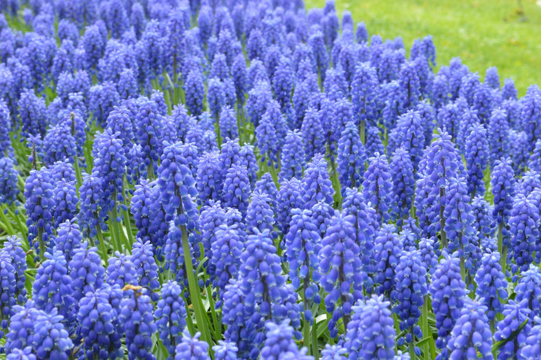 Vägledning för odling: Hur man odlar pärlhyacinter (Muscari)
