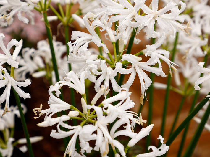 Odlingsguide: Hur man odlar Nerine