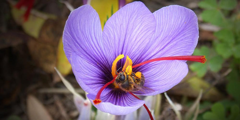 Vägledning för odling: Hur man odlar Crocus Sativus (Saffranskrokus)