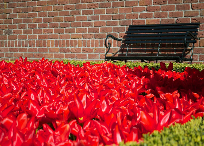 De bästa röda tulpanerna att odla