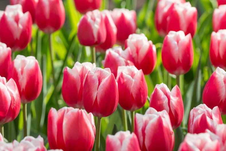 Hur jag använder lökar i min trädgård