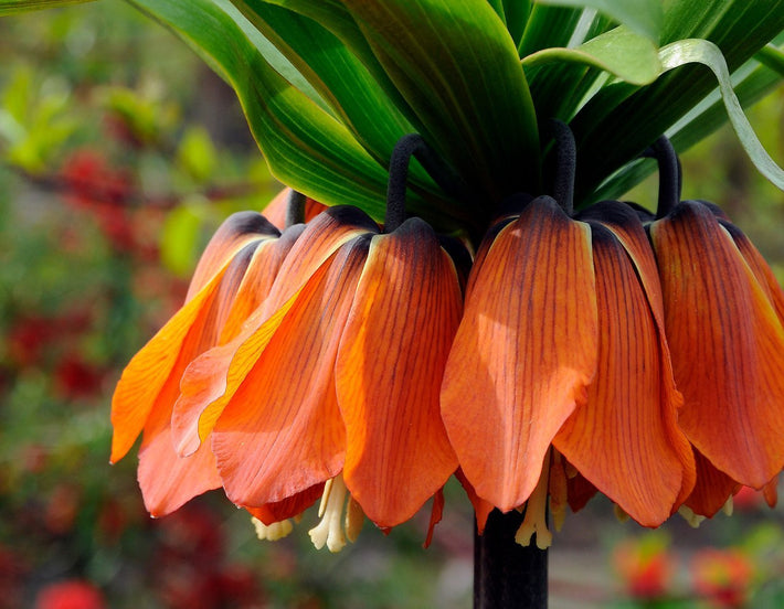 Stora Djärva Lökar