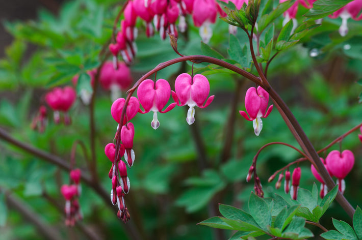 Odlingsguide: Hur man odlar Fänrikshjärta