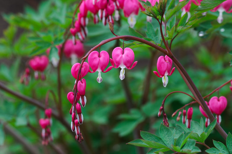 Odlingsguide: Hur man odlar Fänrikshjärta
