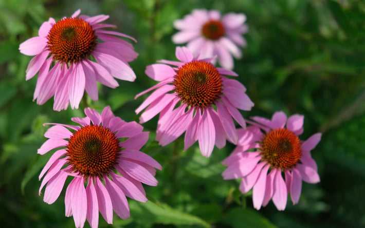 Odlingsguide: Hur man odlar Echinacea