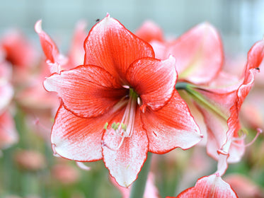 Amaryllis Tulpanlökar