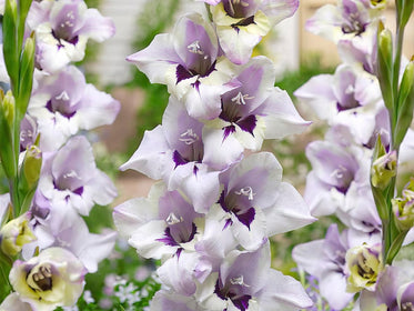 Gladioler Dahlior - Köp blomsterlökar