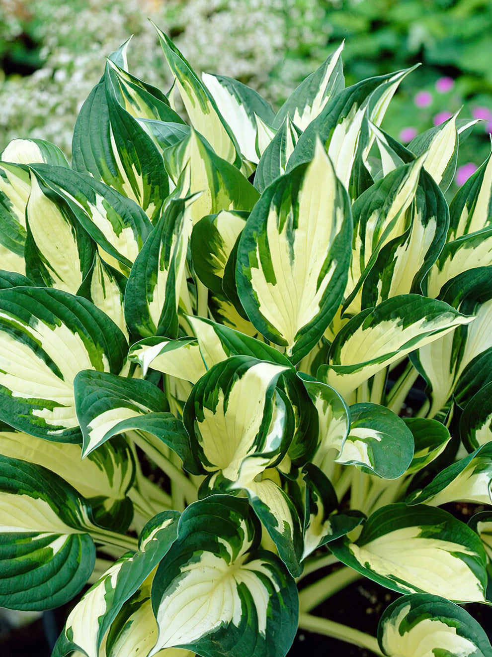 Funkia Hosta K p Blomsterl kar Och Perenner DutchGrown funkia-hosta-k-p-blomsterl-kar-och-perenner-dutchgrown