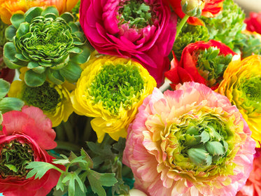 Ranunkeln Tulpanlökar