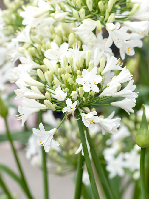 Agapanthus Vit (Afrikas blå lilja)