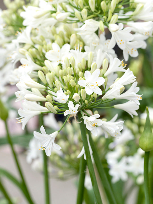 Agapanthus Vit (Afrikas blå lilja)