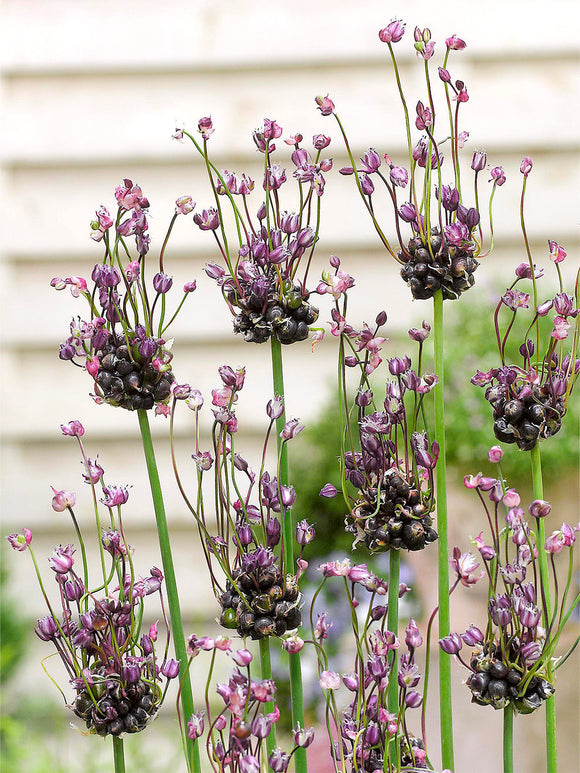 Köp Allium Art