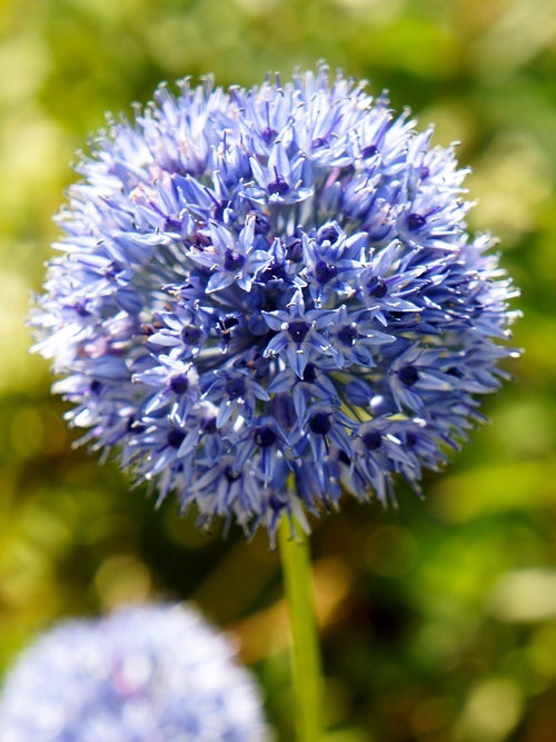 Köp Allium Azureum - DutchGrown™