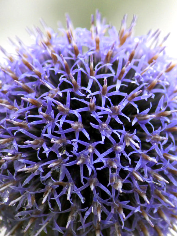 Köp Allium Azureum från Holland hos DutchGrown™ för leverans inom Europa och Storbritannien.