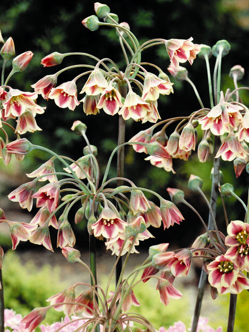 Köp Allium Bulgaricum (Honungslök) från DutchGrown™