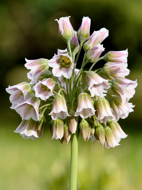 Köp Allium Bulgaricum (Honungslök)