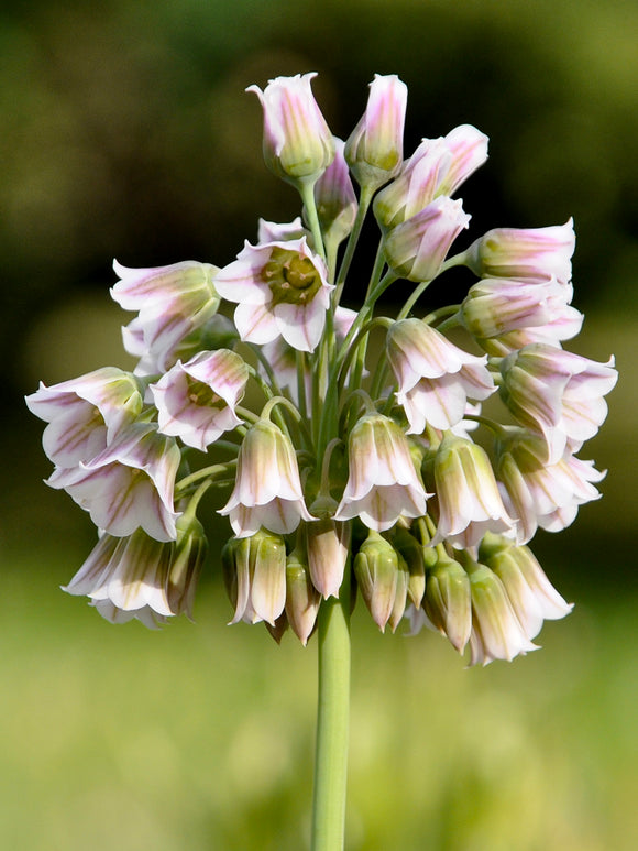 Köp Allium Bulgaricum (Honungslök)