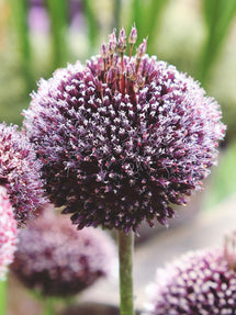 Allium Forelock