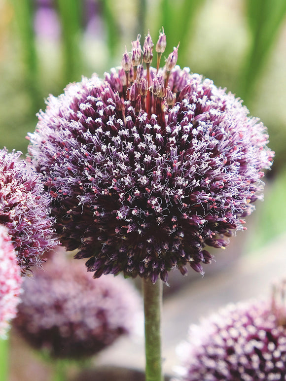 Köp Allium Forelock - Alliumlökar från Holland hos DutchGrown™