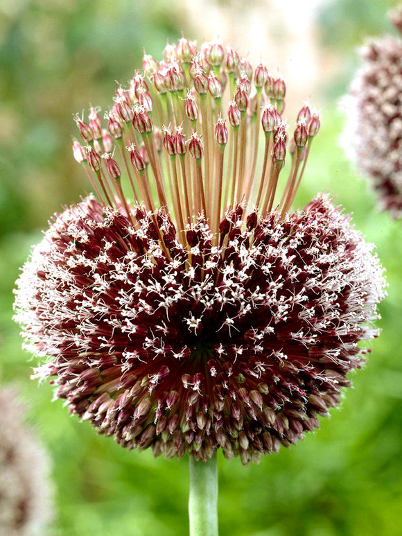 Köp Allium Forelock från DutchGrown™