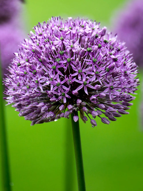 Allium Gladiator från DutchGrown™