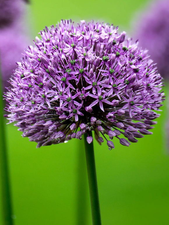 Allium Gladiator från DutchGrown™