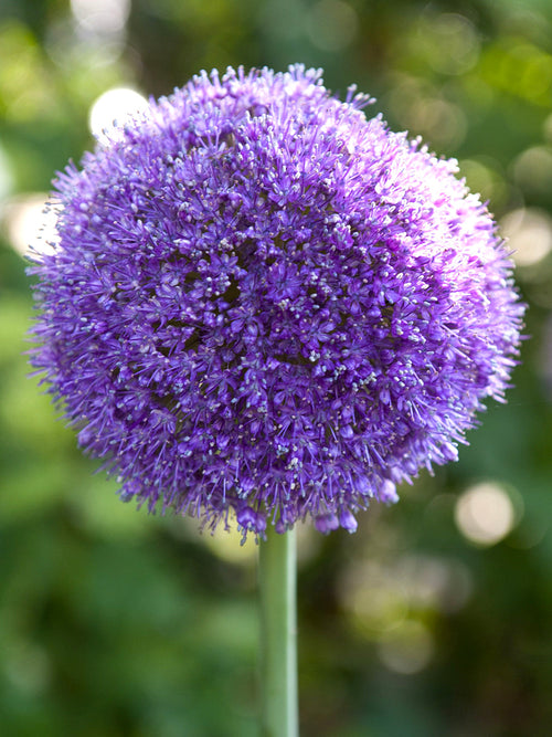 Allium 'Gladiator' blomsterlök för höstplantering