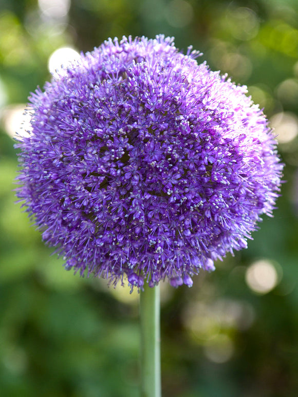 Allium 'Gladiator' blomsterlök för höstplantering
