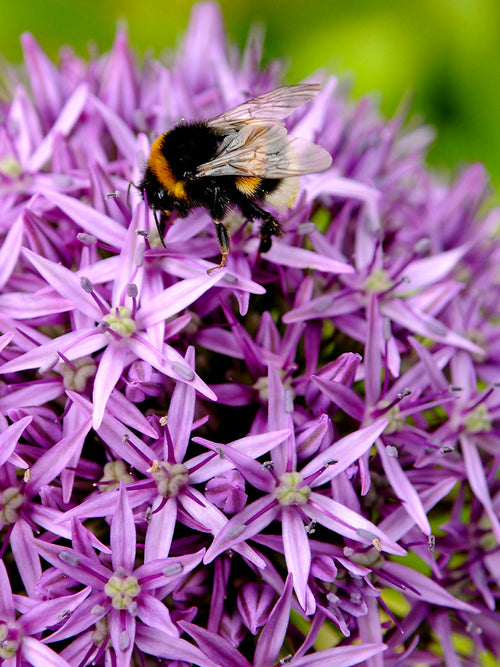 Allium 'Gladiator' blomsterlök för höstplantering