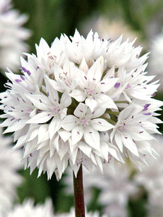 Allium Graceful Beauty (Papperslök)