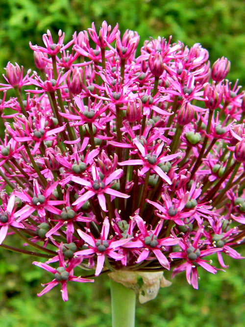 Köp Allium Miami