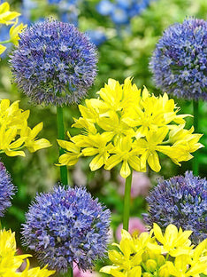 Allium Moly och Allium Azureum Mix