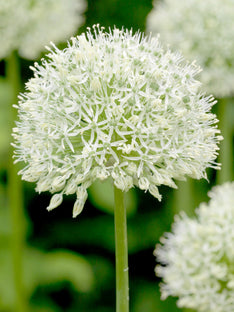Allium Mount Everest (Skägglök)