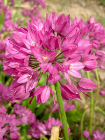 Allium Ostrowskianum (Berglök)