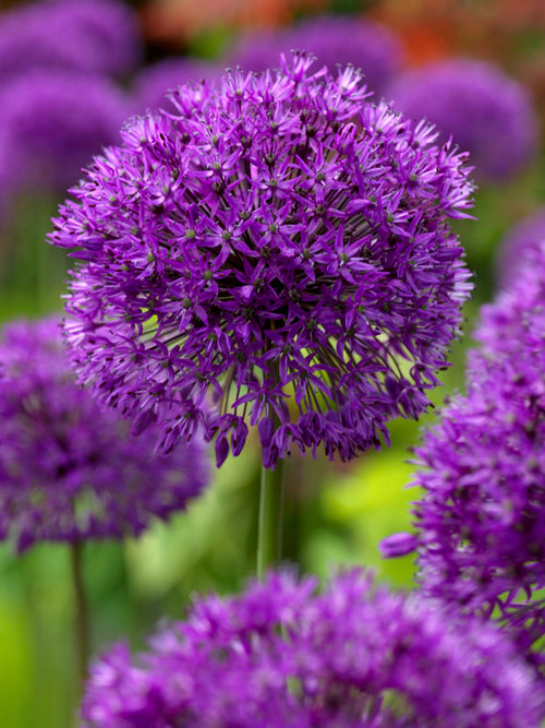 Köp Allium Purple Sensation Blomsterlökar hos DutchGrown™