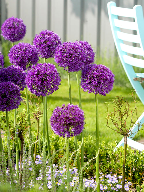 Allium Purple Sensation Blomsterlökar hos DutchGrown™