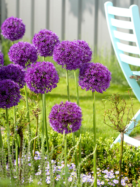 Allium Purple Sensation Blomsterlökar hos DutchGrown™