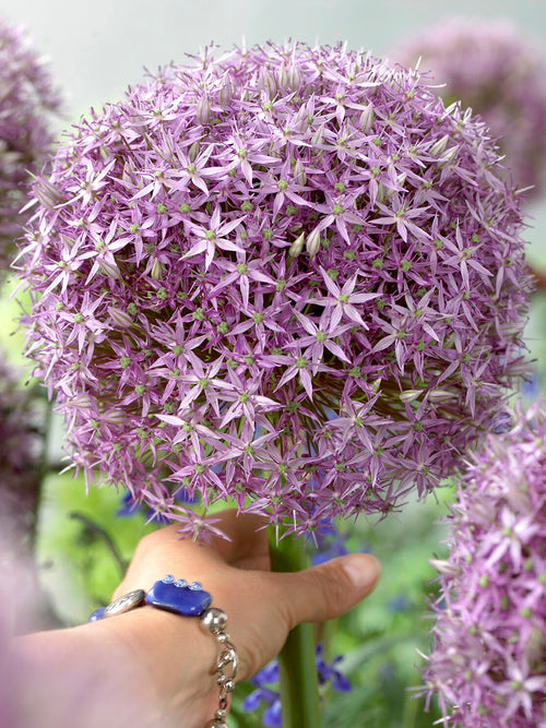 Närbild av blomhuvudet hos Allium Round and Purple